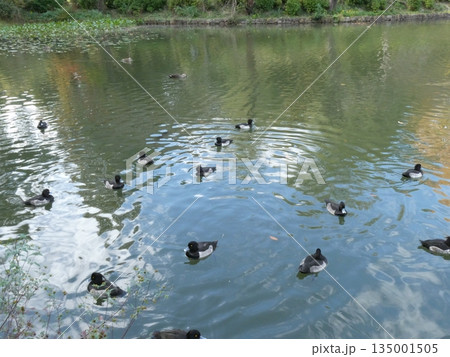 キンクロハジロ(三ツ池公園) キンクロハジロ(三ツ池公園) 135001505
