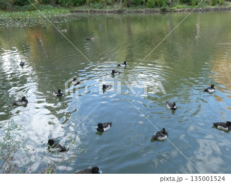 キンクロハジロ(三ツ池公園) キンクロハジロ(三ツ池公園) 135001524