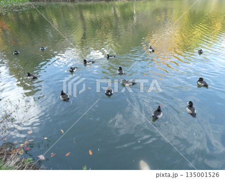 キンクロハジロ(三ツ池公園) キンクロハジロ(三ツ池公園) 135001526
