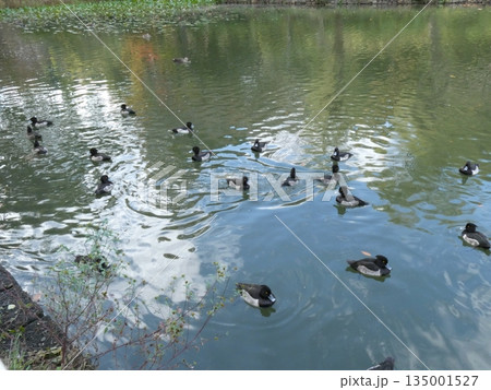 キンクロハジロ(三ツ池公園) 135001527