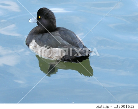 キンクロハジロ(三ツ池公園) 135001612