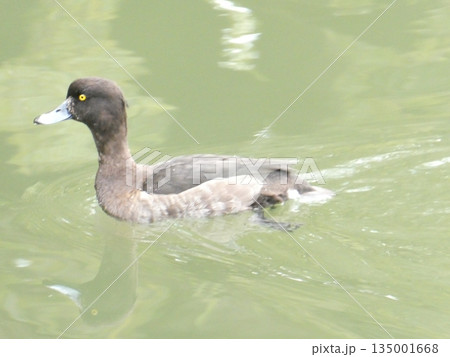 キンクロハジロ(三ツ池公園) 135001668
