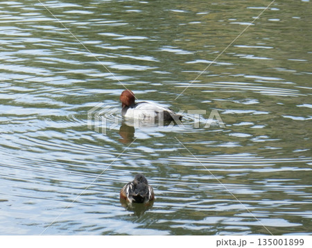 ホシハジロ(三ツ池公園) ホシハジロ(三ツ池公園) 135001899