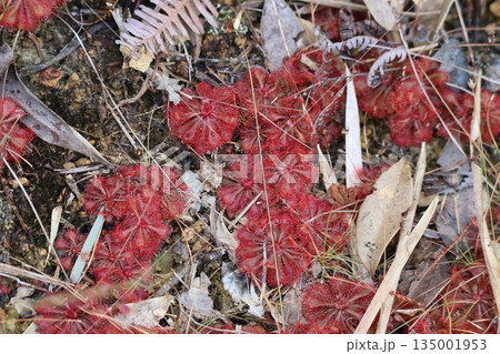 コモウセンゴケの群落 135001953