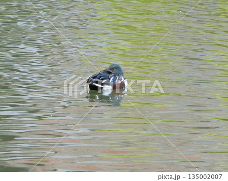 ハシビロガモ(三ツ池公園) 135002007