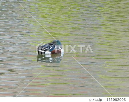 ハシビロガモ(三ツ池公園) 135002008