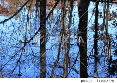 水面に映りこむ晩秋の落葉樹 135002176