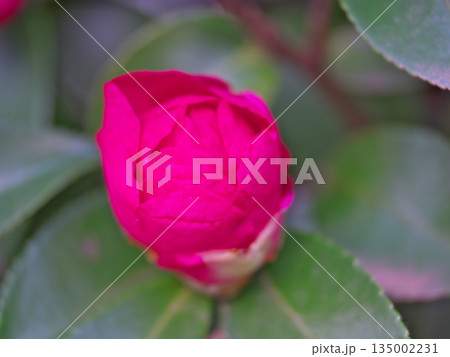 山茶花の花のクローズアップ 135002231