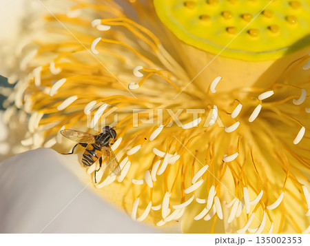蓮に止まるアシブトハナアブ 蓮に止まるアシブトハナアブ 135002353