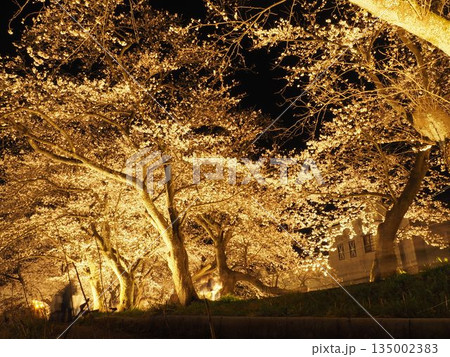夜桜(福井) 135002383