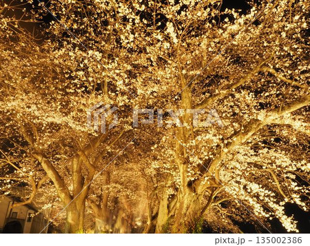 夜桜(福井) 135002386