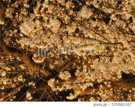 夜桜(福井) 夜桜(福井) 135002387