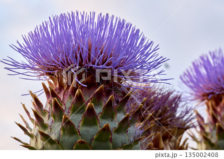 Purple Thistle Flower Blooming Against the Sky 135002408