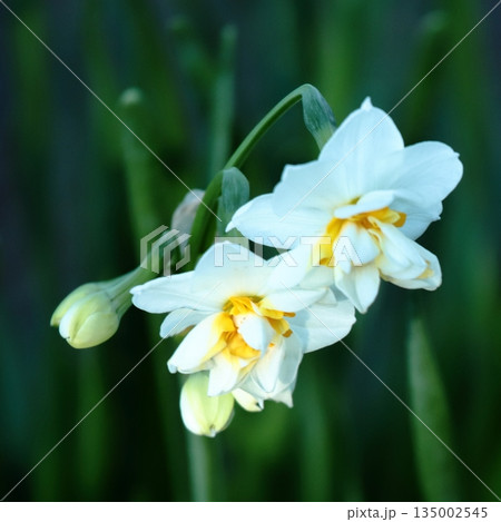 城ケ島公園の水仙 城ケ島公園の水仙 135002545