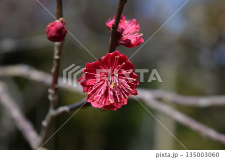 梅の花 梅の花 135003060