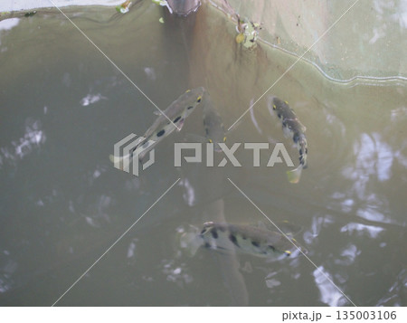 Fish pond group water nature farming freshwater fish group calm pond water, peaceful aquaculture scene with soft natural light Fish pond group water nature farming freshwater fish group calm pond water, peaceful aquaculture scene with soft natural light 135003106