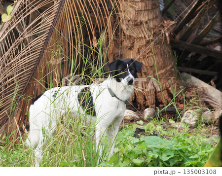Curious dog standing in tall grass outdoor, black and white pet near palm tree trunk, alert expression 135003108