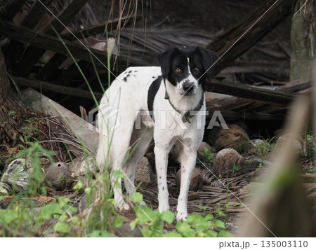 Black and white dog mixed breed dog standing dog outdoor nature alert expression green plant foreground rustic background 135003110