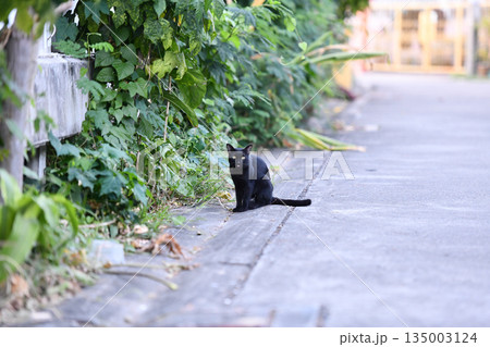 Black cat stray cat street sidewalk greenery urban alert curious feline sits on quiet road edge 135003124