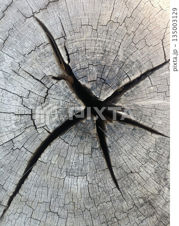 Tree stump crack texture, wood grain pattern, dry timber background, organic surface detail, nature abstract closeup Tree stump crack texture, wood grain pattern, dry timber background, organic surface detail, nature abstract closeup 135003129