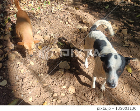 Dog pet canine outdoors ground sunshine shadow leaf two dog explore rocky ground warm sunshine creating playful shadow pattern 135003130