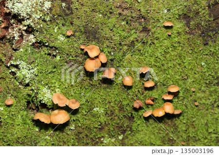 朽ち木に密生する苔の間からヒメカバイロタケキノコが混生する（アウトドア茸類マクロ撮影） 135003196