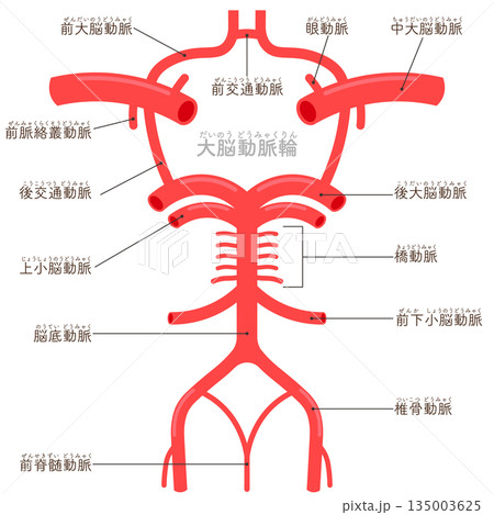 大脳動脈輪のイラスト circle of willis illustration 135003625
