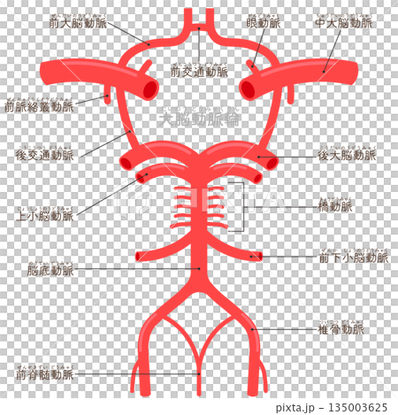 大脳動脈輪のイラスト circle of willis illustration 135003625