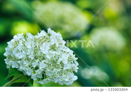 白い紫陽花 白い紫陽花 135003804