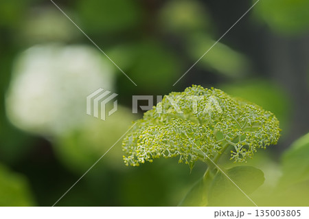 白い紫陽花 白い紫陽花 135003805