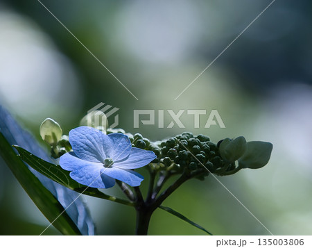 青いガクアジサイの花 135003806