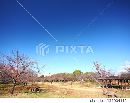 公園の広場、晴天。 135004112