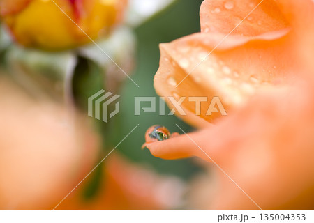 オレンジ色の薔薇の花びらに水滴が乗っています。 135004353