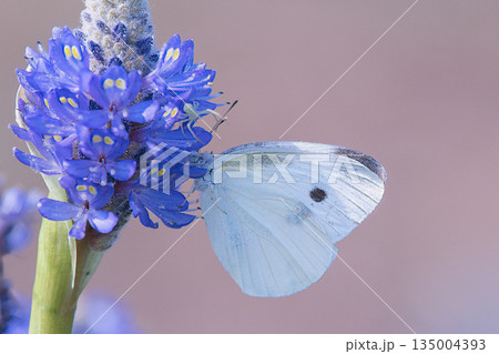 ブルーの花に止まるモンシロチョウ ブルーの花に止まるモンシロチョウ 135004393