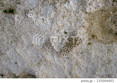 石灰岩の中に埋まったサンゴの遺骸 135004801
