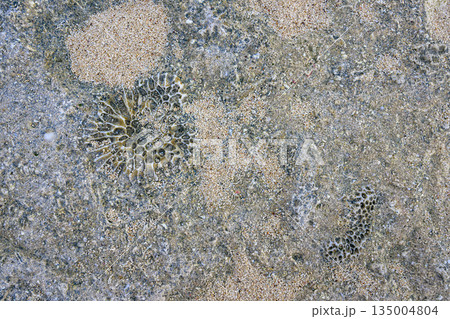 石灰岩の中に埋まったサンゴの遺骸 135004804