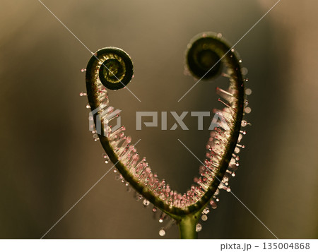 モウセンゴケ 135004868