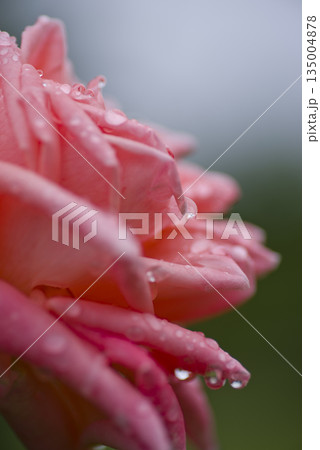 ピンク色の薔薇の花が雨に濡れています。 ピンク色の薔薇の花が雨に濡れています。 135004878