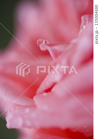 ピンク色の薔薇の花が雨に濡れています。 135004880