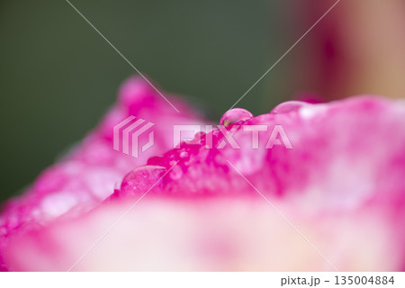 ピンク色の薔薇の花が雨に濡れています。 ピンク色の薔薇の花が雨に濡れています。 135004884
