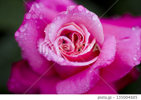ピンク色の薔薇の花が雨に濡れています。 ピンク色の薔薇の花が雨に濡れています。 135004885