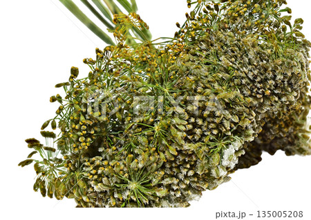 Green umbrellas of fragrant dill. 135005208