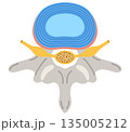 椎間板の構造　腰椎椎間板ヘルニア 135005212