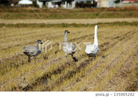 田んぼで辺りを見渡す白鳥 田んぼで辺りを見渡す白鳥 135005282