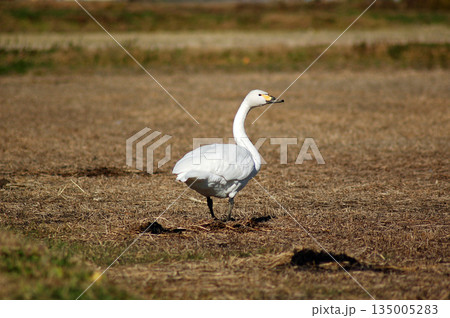 田んぼで辺りを見渡す白鳥 田んぼで辺りを見渡す白鳥 135005283