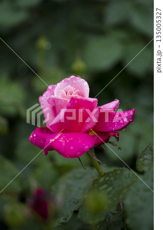 薔薇園に雨に濡れたピンク色の薔薇の花が咲いています。このバラの名前はプリンセス・チチブです。 薔薇園に雨に濡れたピンク色の薔薇の花が咲いています。このバラの名前はプリンセス・チチブです。 135005327
