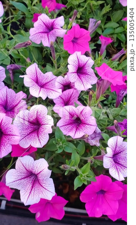 broken egg in grass 135005404