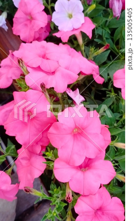 broken egg in grass 135005405