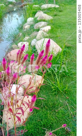 broken egg in grass 135005408
