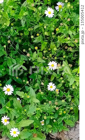 broken egg in grass 135005412